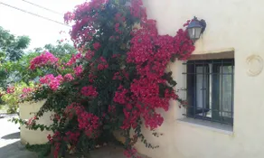 Petra & Elia traditional house with garden - Image 2