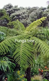 The Punga studio in Titirangi bush-garden setting - Image 2