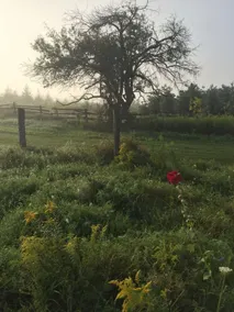 Fells Meadows - Farmhouse, yurt, etc + 100 acres - Image 5