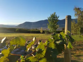 The Villa at Bianchi Vineyards - Image 2