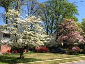 Beautiful Home in Springfield, VA, near DC! - Image 2