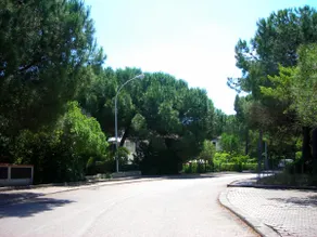 The House Among the Pines - Image 5