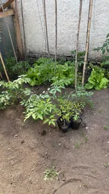 Casa Jardin Adesmia - Image 5