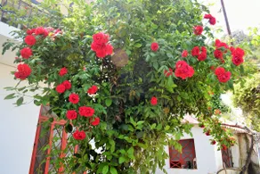 Almiri's House - Image 4