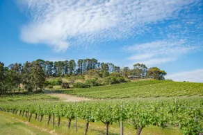 McLaren Vale Getaways - Image 5