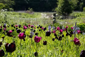 Old Beans Cottage, North Norfolk - Image 3