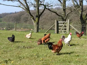 Red Kite Cottage - Image 3