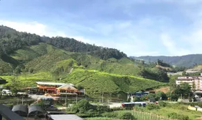 Cameron Highlands Modern7-Tea Plantation View-Premium Hotel Bed - Image 3