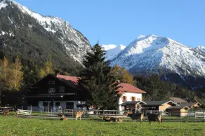 5 sage - Image 5