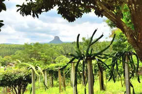 Chácara Sapoti — Analândia - Image 4