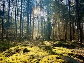 40 Acre Wooded Paradise w/ Firepit Near Acadia - Image 3