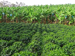 Coffee farm - Image 4