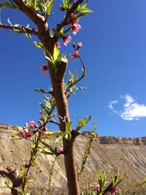 The Orchard in Palisade - Image 4