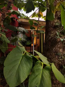 Pet-Friendly Downtown Cottage with Wild Garden - Image 5