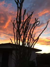The Ocotillo House - Image 3