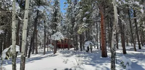 Wooded 5 Acre Cool Peaceful Mountain Cabin Retreat - Image 5