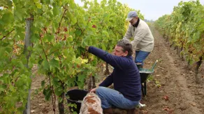 FARMHOUSE IN THE HEART OF THE COGNAC VINEYARD - Image 3