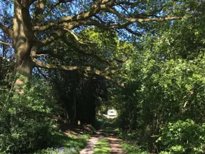 Hideaway in the Woods - Image 2
