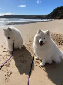 *Pambula Beach 100% Pet Heaven No 1 Cottage 2bdrm! - Image 3