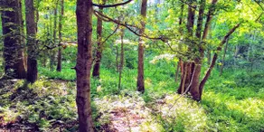 ~The Meadow~ Tiny house short walk to Lake Athens - Image 5