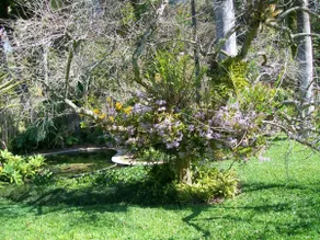 a piece of paradise - Image 4