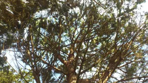 The Cedars Place - Image 2