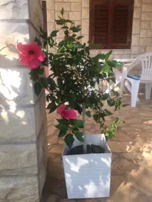 Family friendly holiday home "Ana" with pool - Image 4