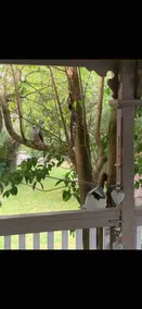 SILVERLEAVES HIDE AWAY  2- 6 GUESTS - Image 4