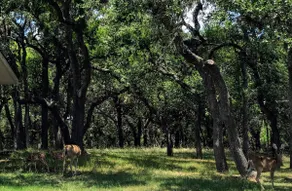StayNow@TheHaus between New Braunfels/Canyon Lake - Image 4