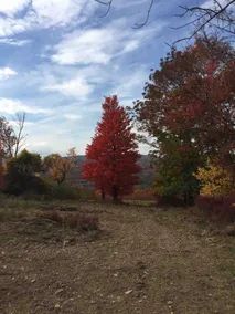 Upstate NY-Private Beautiful House close to Widham - Image 3