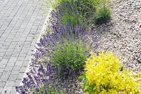 Lavender Alley - sunny apartment - Image 5