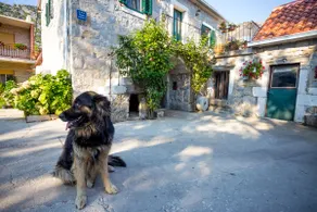 Rustic Dalmatian stone guesthouse - Image 5