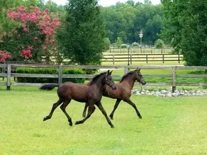 Horse Farm Retreat near Southern Pines & Pinehurst - Image 5
