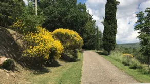 Villa Cerreto - Image 4