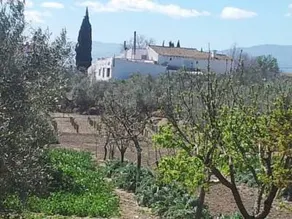 Cortijo Bustamante - Image 3