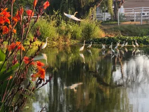 Amazing escape! Private pond+yard games+EV charger - Image 4