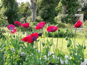 Adare Courtyard Selfcatering apt. - Image 5