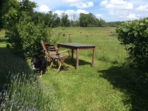 Rural idyll - lake view and nature close to Aarhus - Image 4