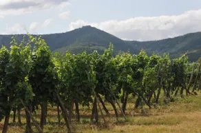 Les cerisiers - Image 5