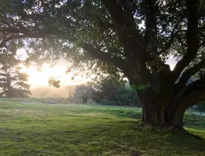 Trail Haven Derby - Image 4