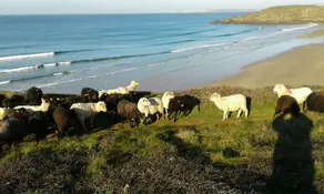 Farmhouse with panoramic ocean views - Image 5