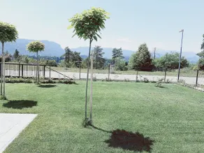 Green Bee Apartment - Image 4