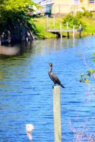 Peaceful Port Charlotte 2Bd/2Ba on water - Image 3