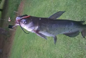 Lakefront Guest House-Private Fishing. - Image 3