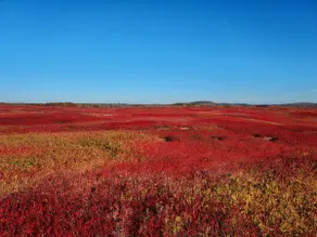 Blueberry Bluff 2 - Image 5
