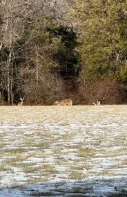 The Wildlife Plunge- Deer and Turkey, O MY! - Image 5