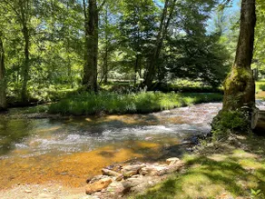 Trout House #2: Fishing Coopers Creek, pets OK - Image 2