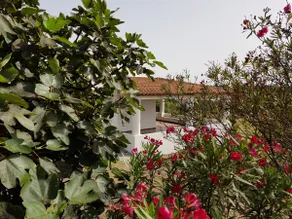 Capo Grillo Cottage med panoramaterrasse - Image 4