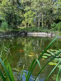 The Green Pearl - Image 4