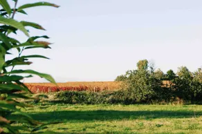 Le clos des vignes - Image 2